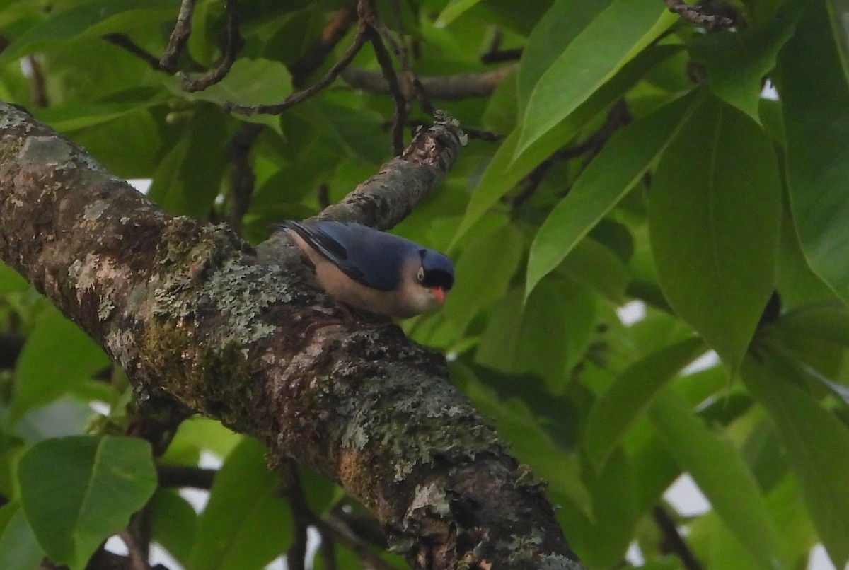 Velvet-fronted Nuthatch - ML619435249