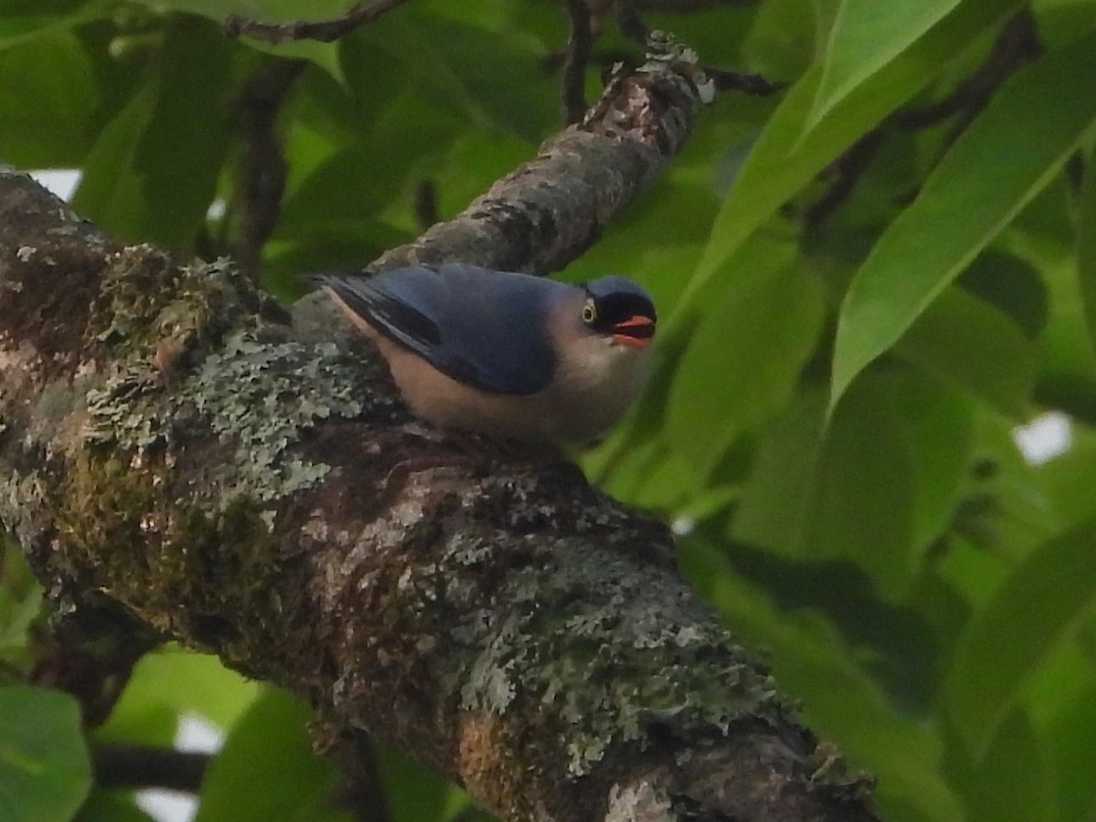 Velvet-fronted Nuthatch - ML619435250