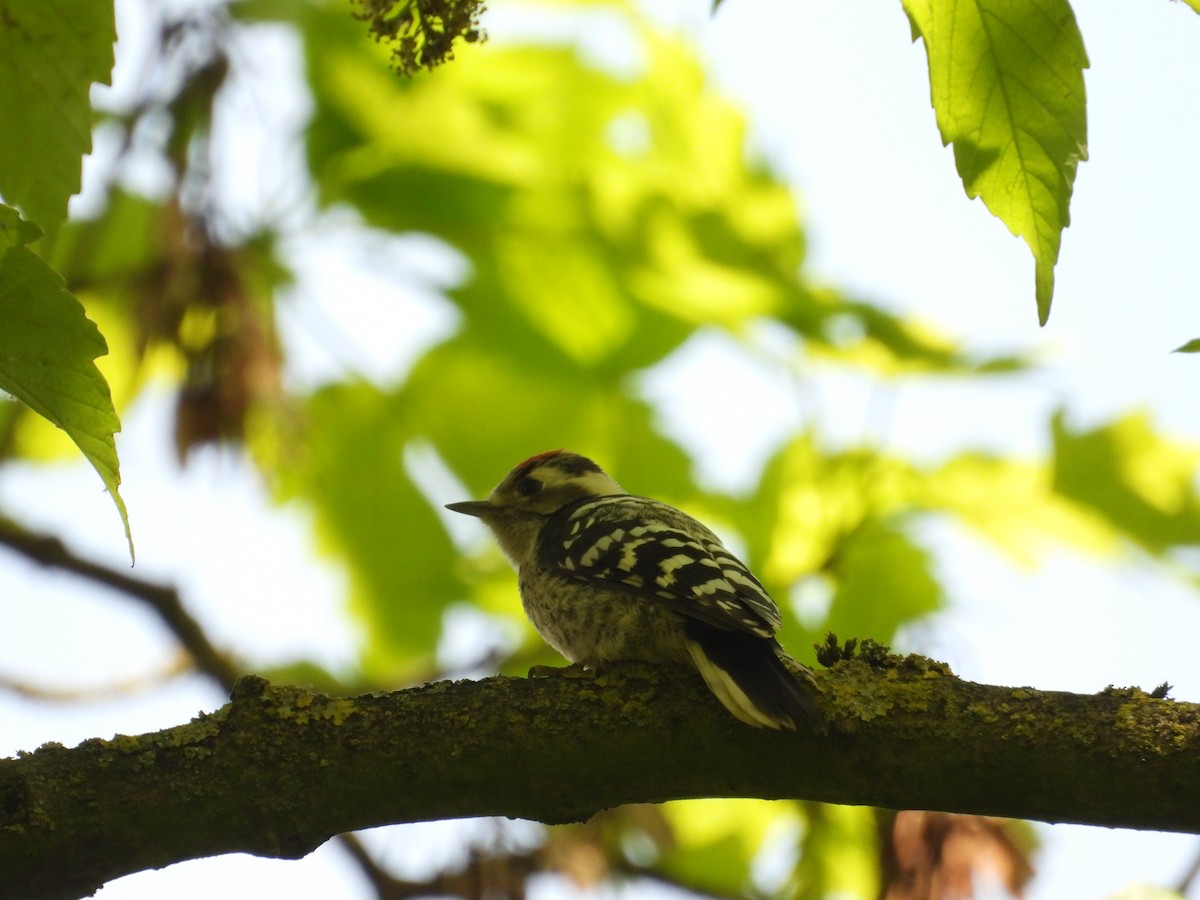 Lesser Spotted Woodpecker - ML619435252