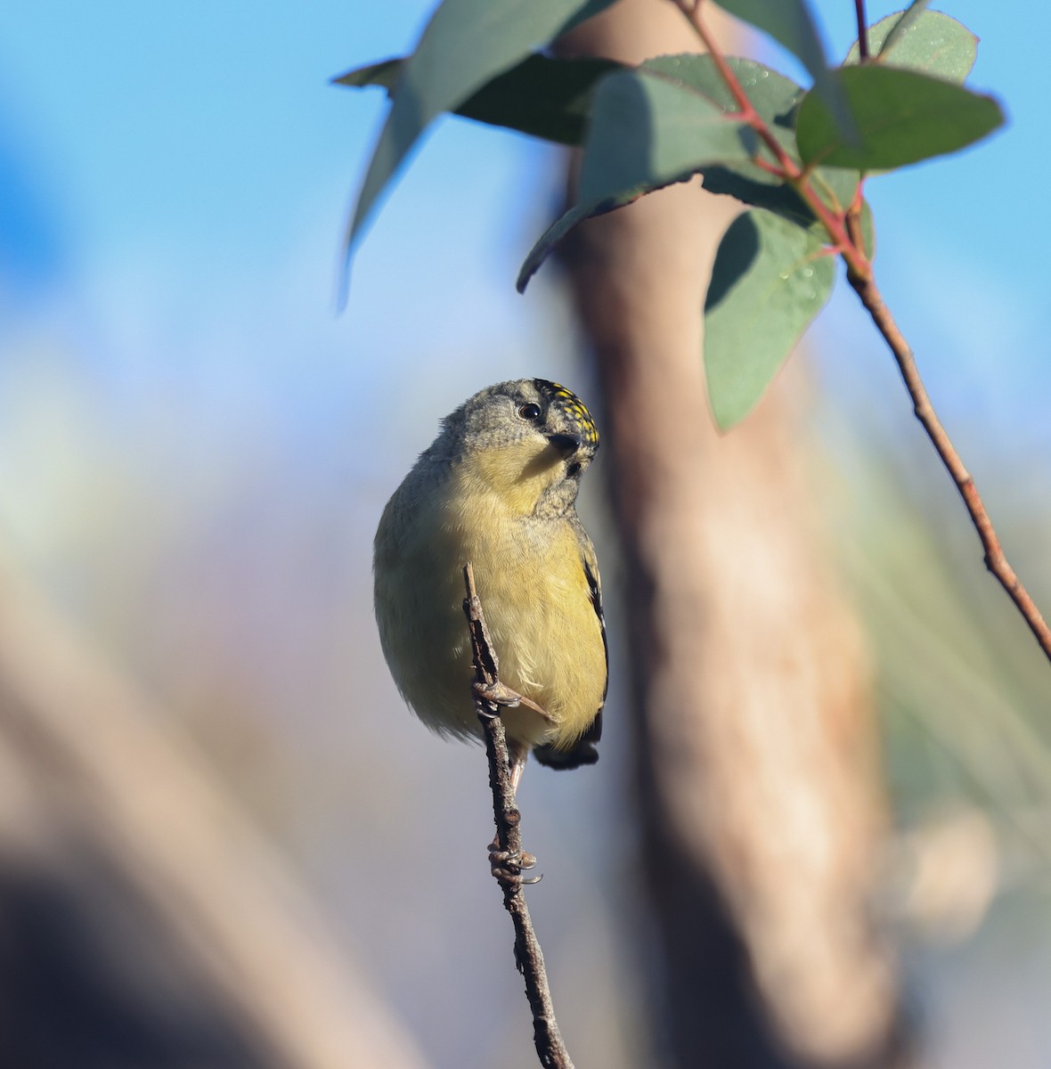 Spotted Pardalote - ML619435262