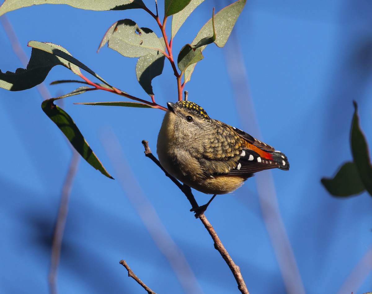 Spotted Pardalote - ML619435264
