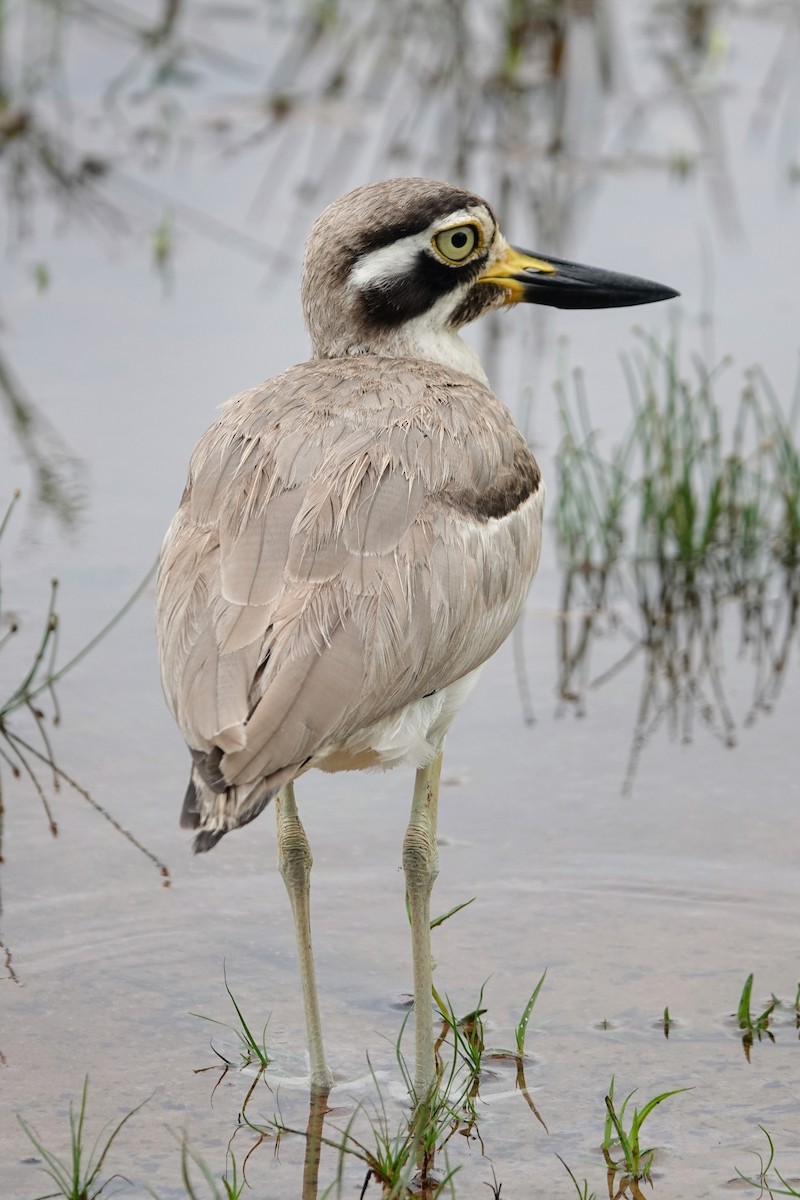 Great Thick-knee - ML619435284