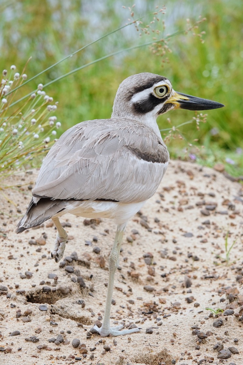 Great Thick-knee - ML619435286
