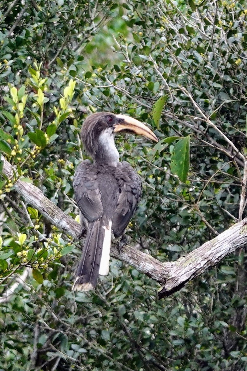 Sri Lanka Gray Hornbill - ML619435297