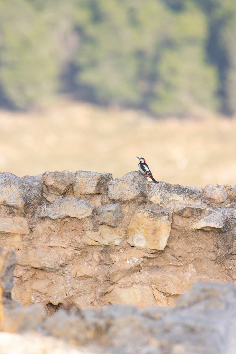 Syrian Woodpecker - ML619435301
