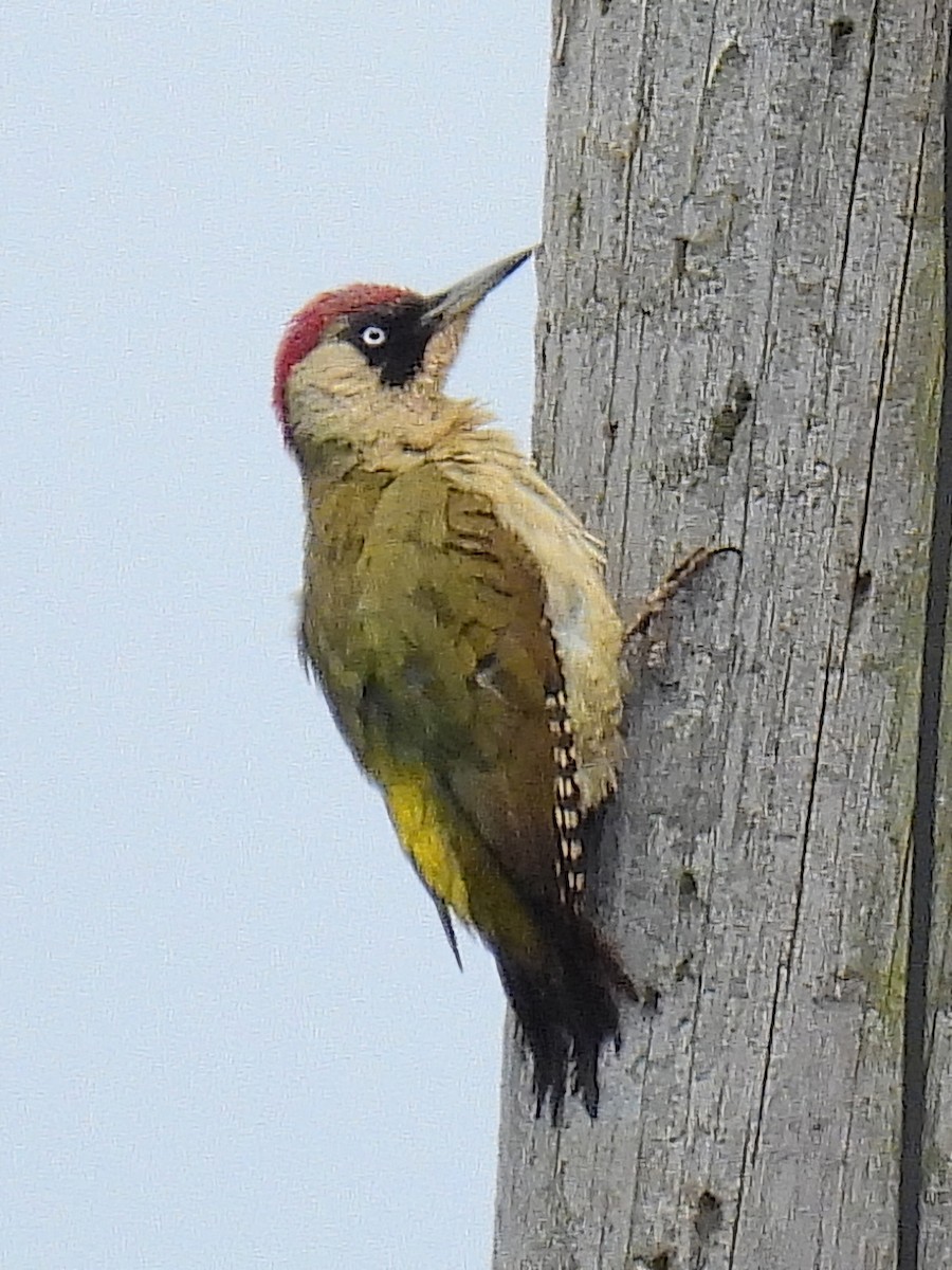 Eurasian Green Woodpecker - ML619435322