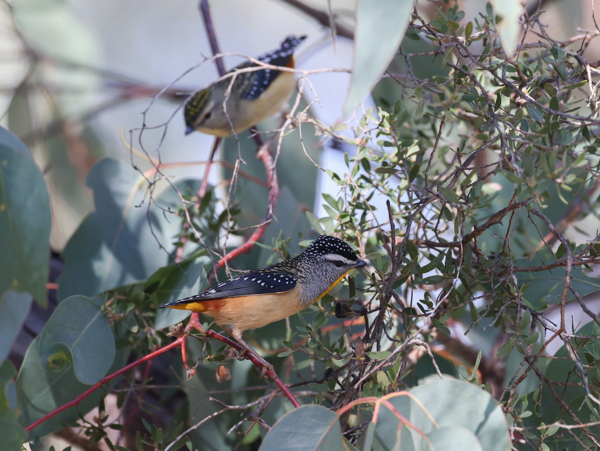 Spotted Pardalote - ML619435350