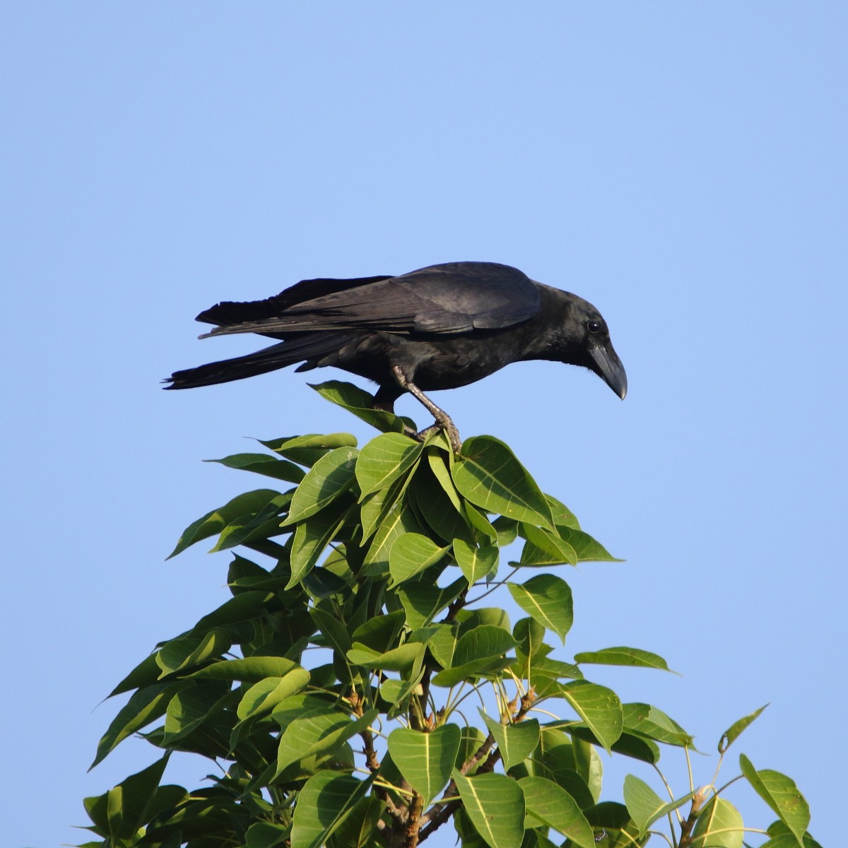 Large-billed Crow - ML619435351