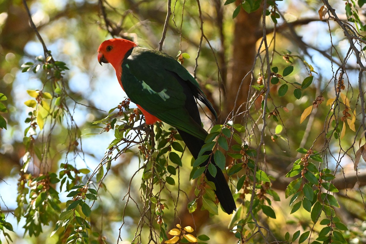 Australian King-Parrot - ML619435375