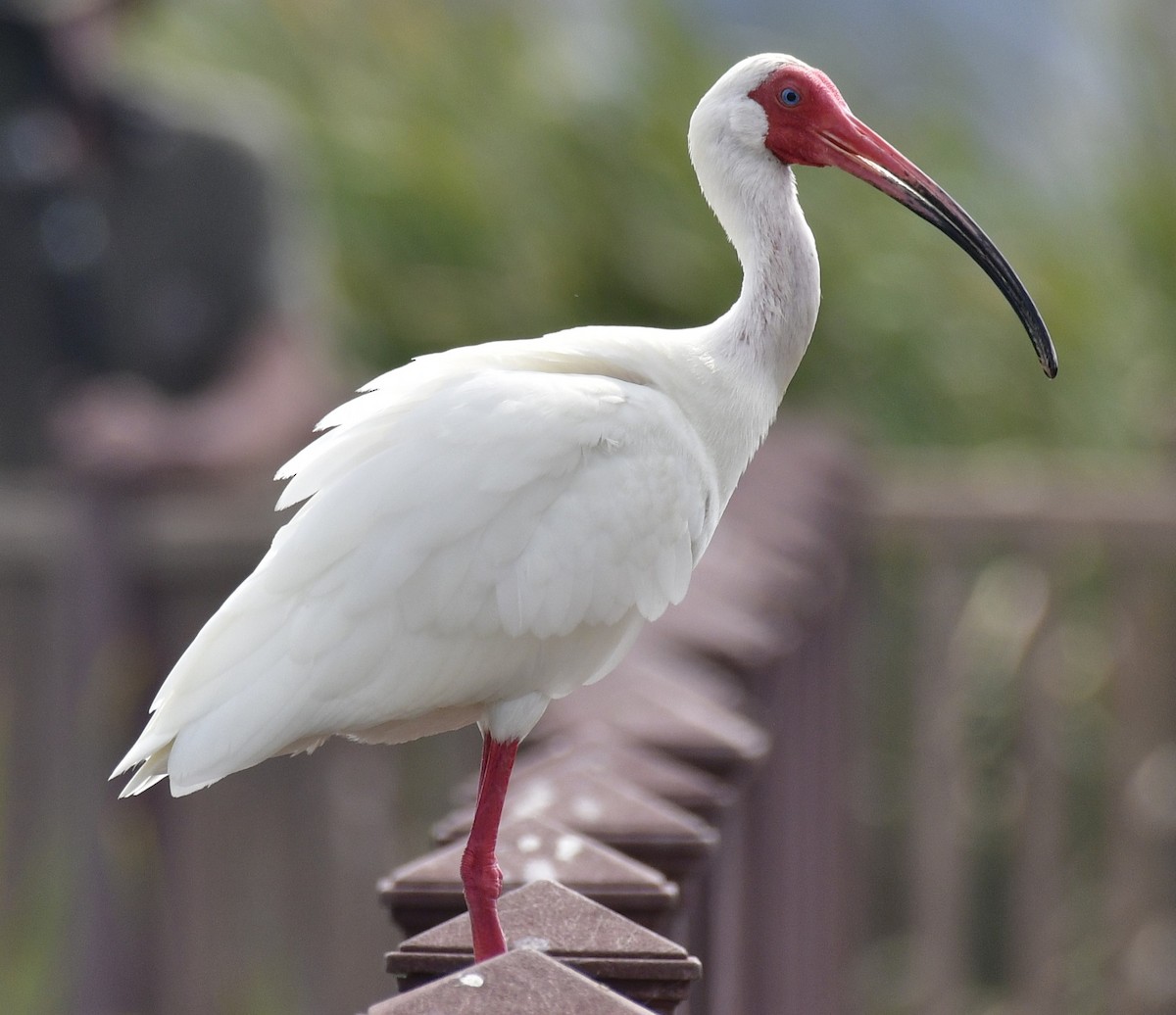 ibis bílý - ML619435401