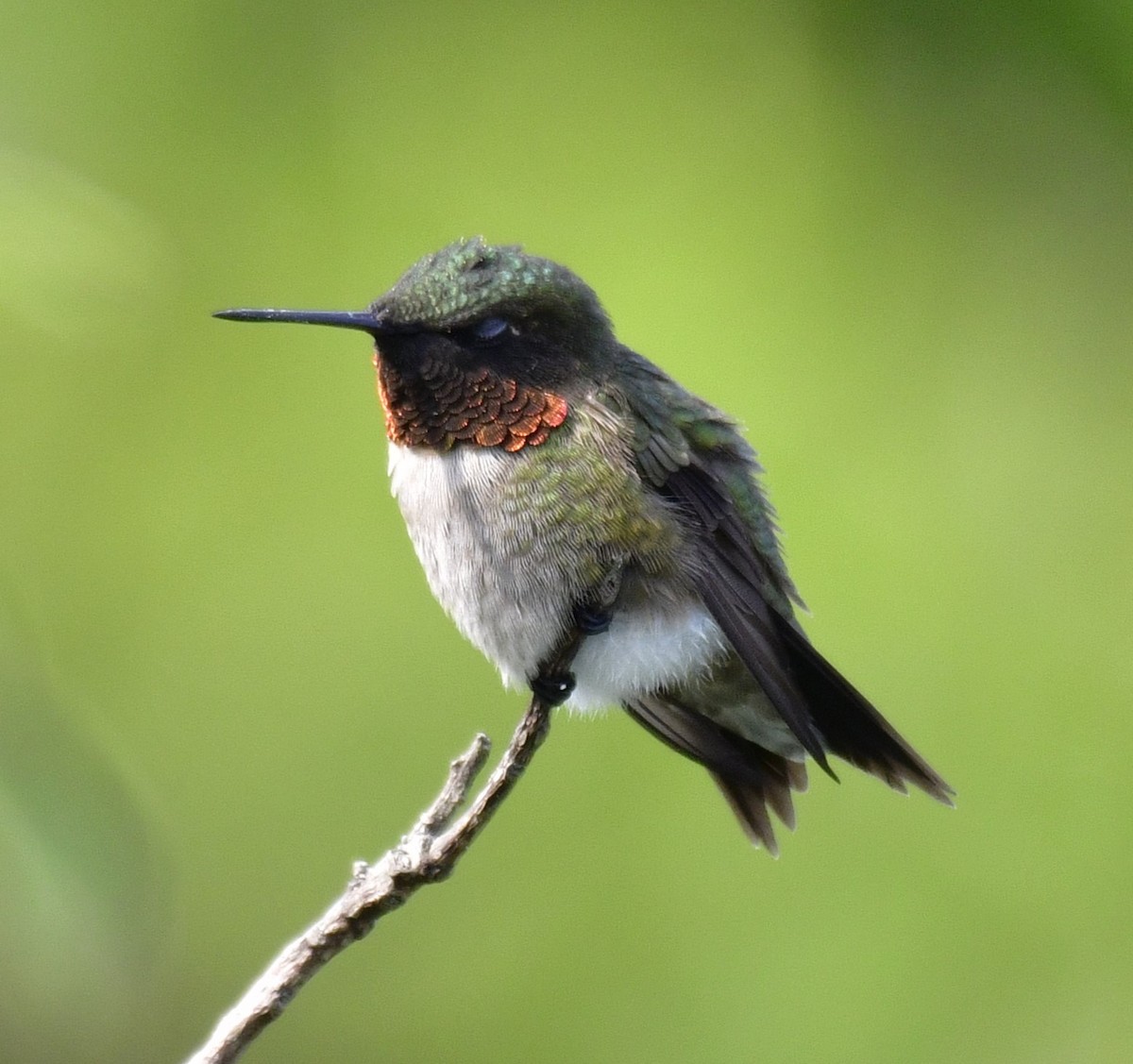Ruby-throated Hummingbird - ML619435414