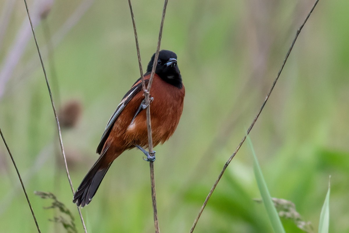 Orchard Oriole - ML619435441