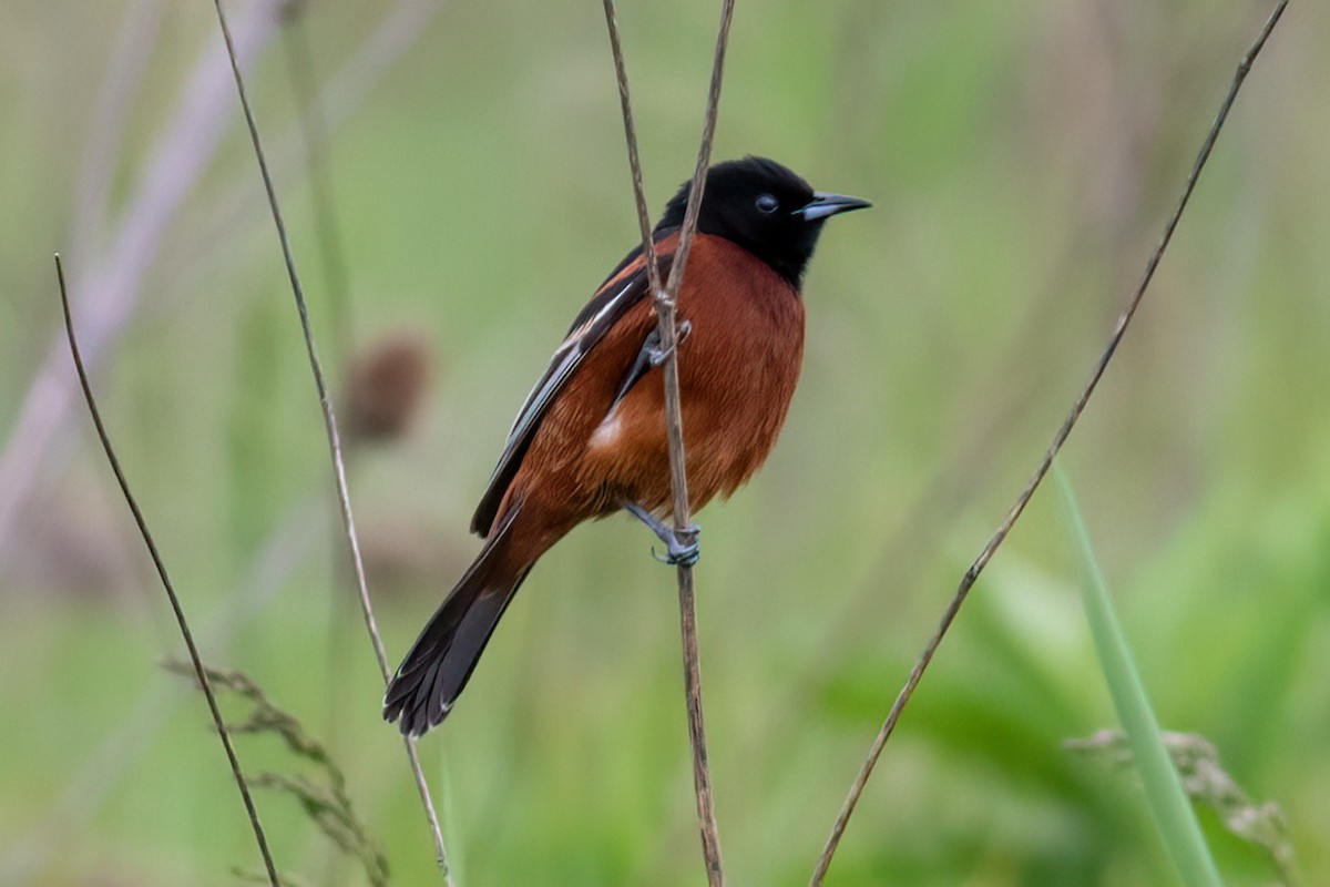 Orchard Oriole - ML619435442