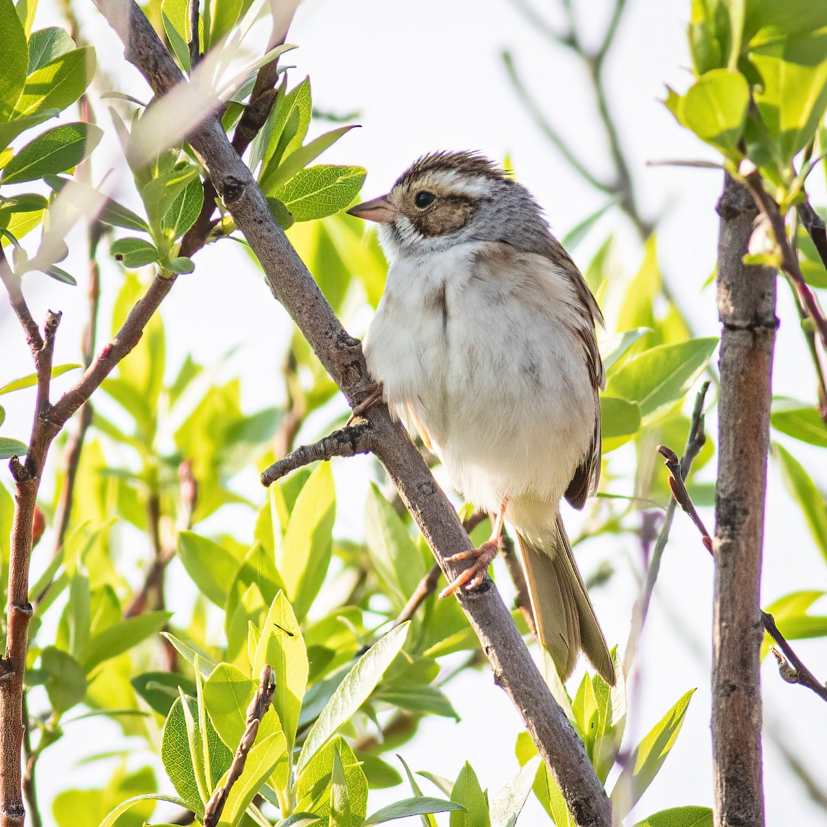 Clay-colored Sparrow - ML619435455