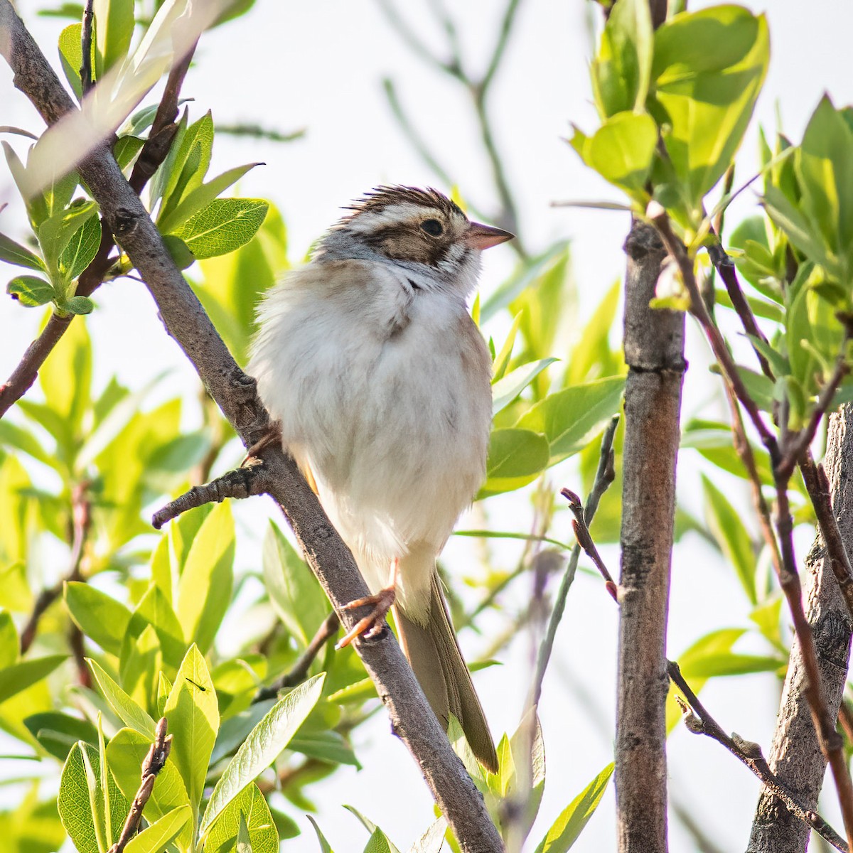 Clay-colored Sparrow - ML619435456
