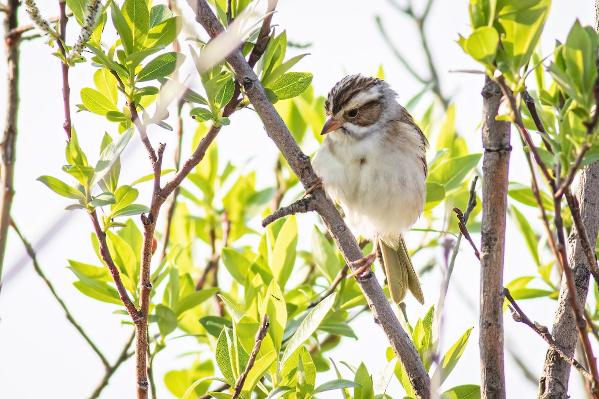 Clay-colored Sparrow - ML619435457
