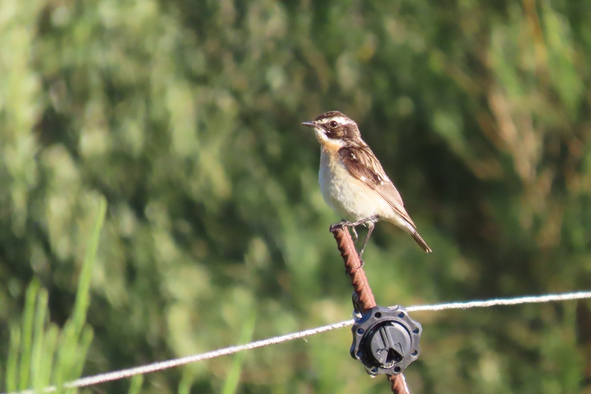 Whinchat - ML619435464
