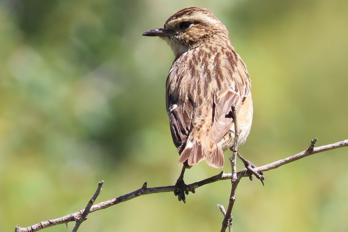 Whinchat - ML619435477