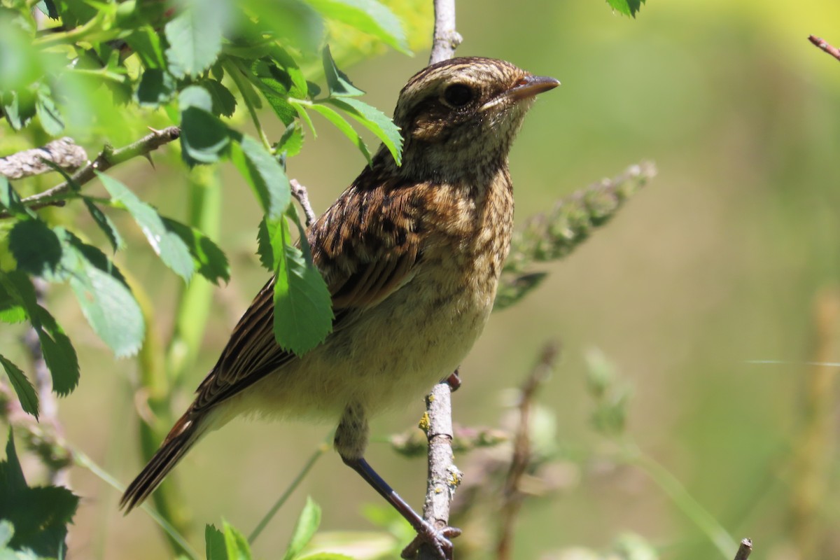 Whinchat - ML619435482