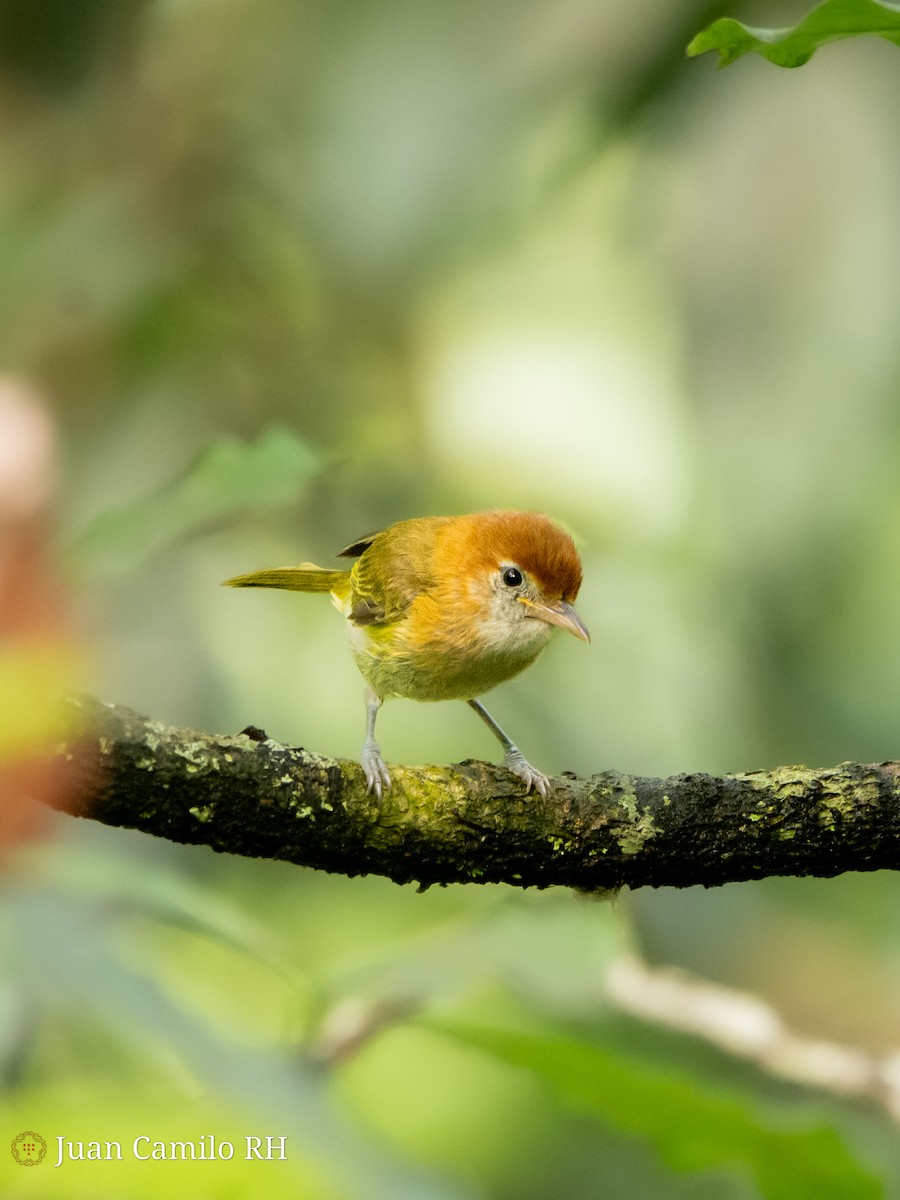 Rufous-naped Greenlet - ML619435522