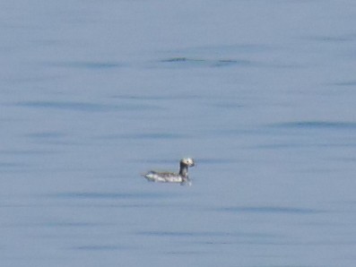 Long-tailed Duck - ML619435559