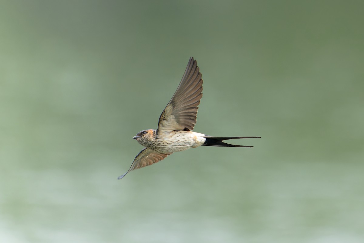Red-rumped Swallow - ML619435579