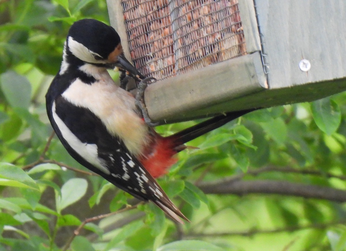 Great Spotted Woodpecker - ML619435582