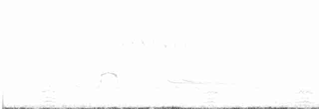Eider à duvet (mollissima) - ML619435586