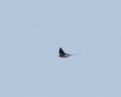 Barn Swallow - ML619435632