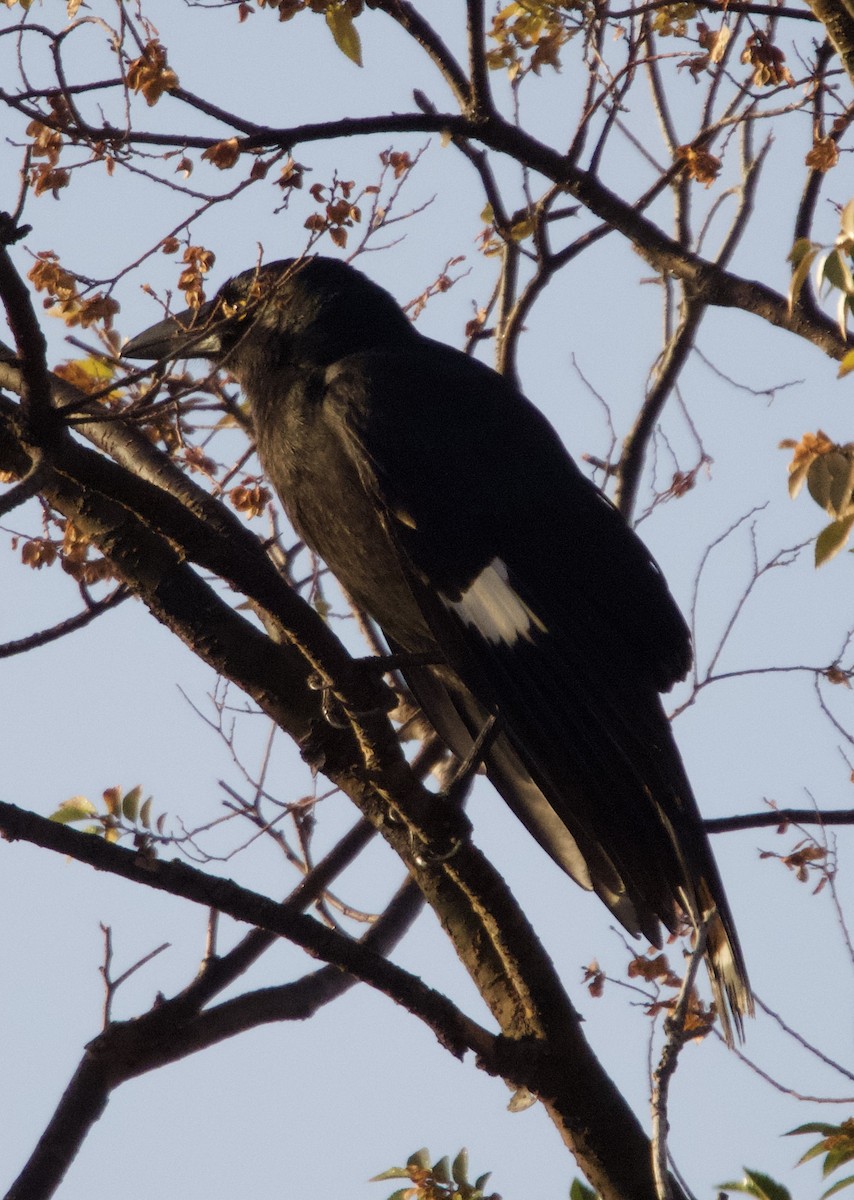 Pied Currawong - ML619435633
