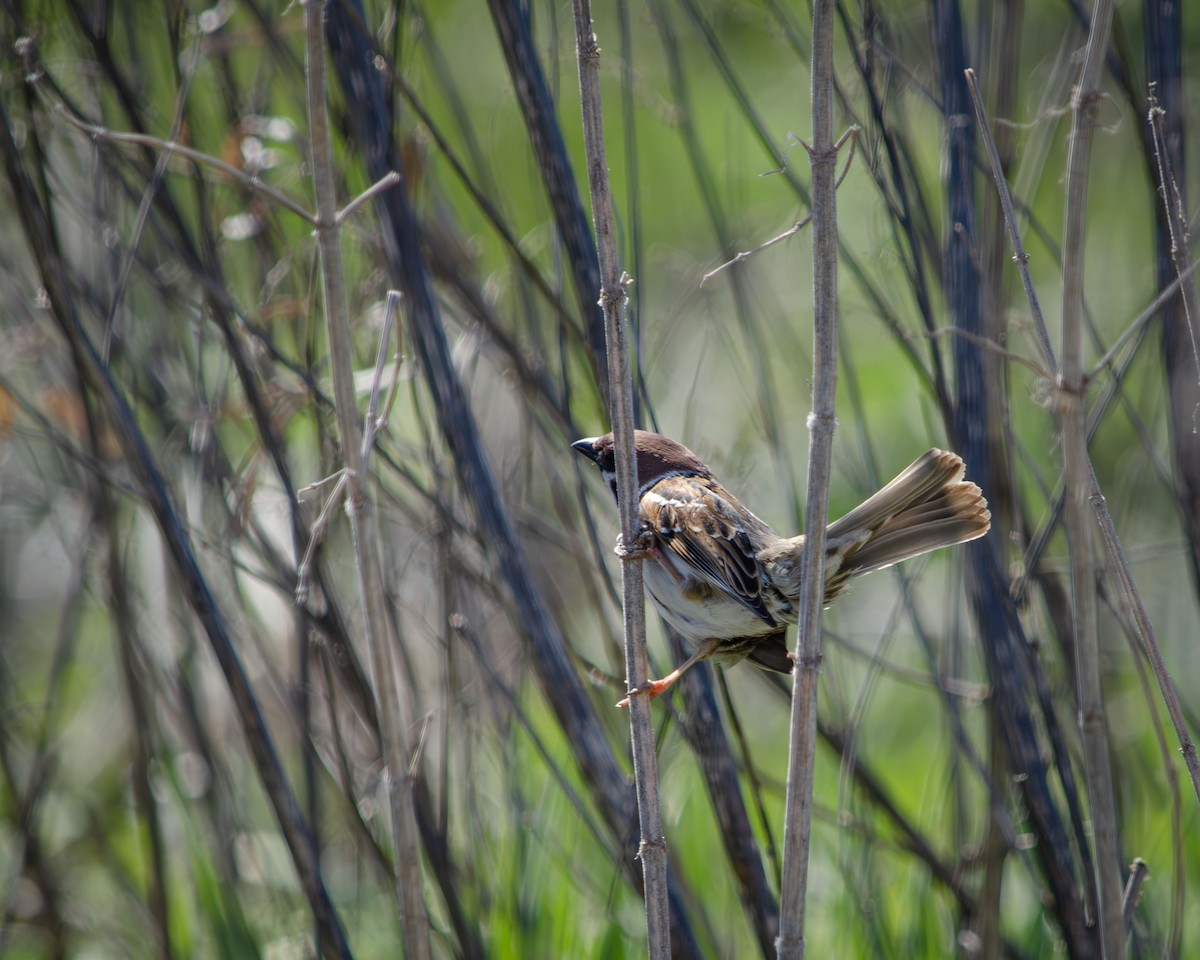 Eurasian Tree Sparrow - ML619435660