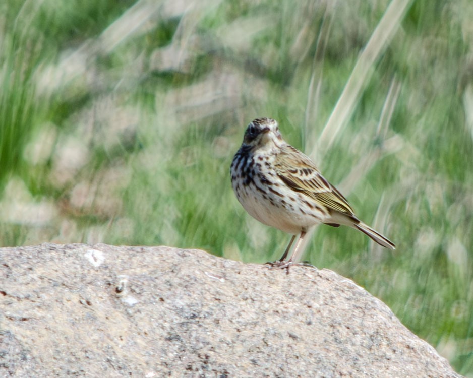 Meadow Pipit - ML619435667