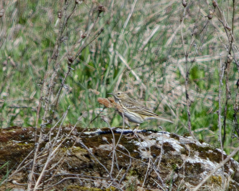 Meadow Pipit - ML619435668