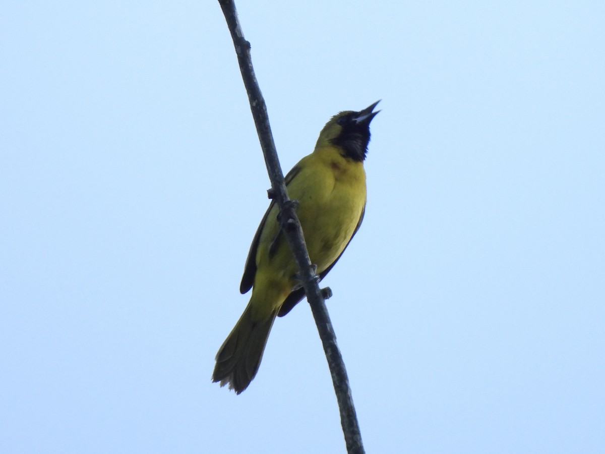 Orchard Oriole - ML619435676