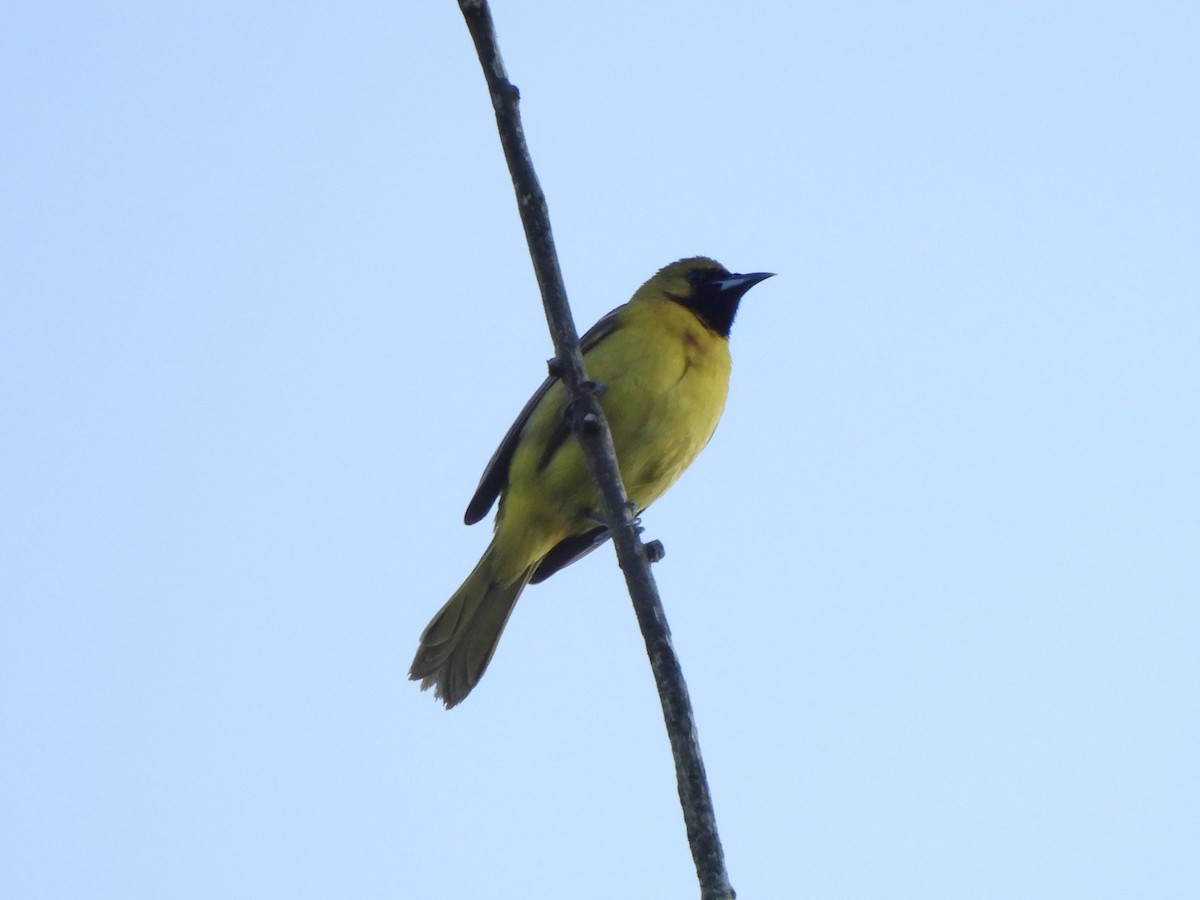 Orchard Oriole - ML619435677