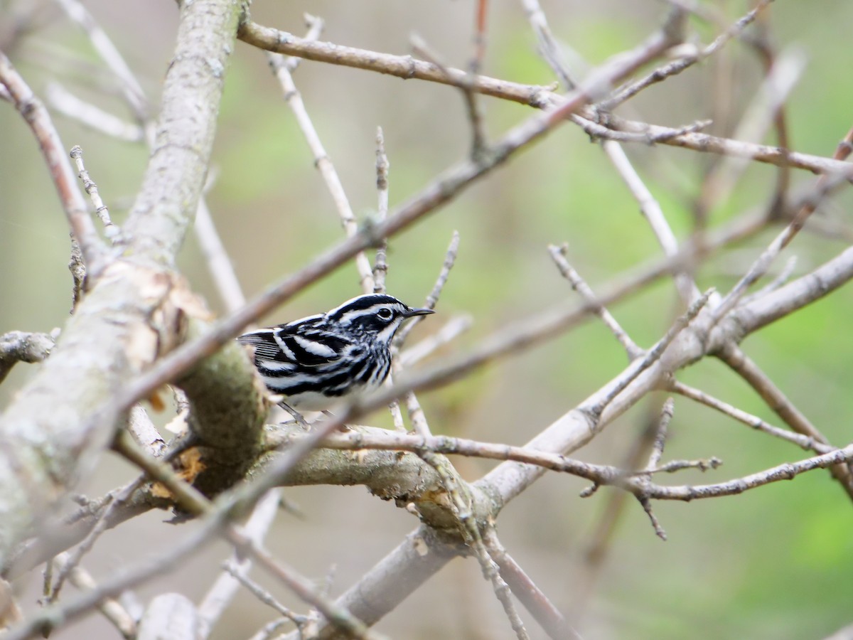 Black-and-white Warbler - ML619435717