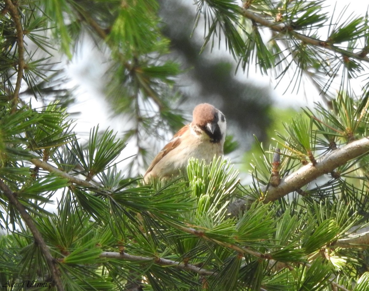 Eurasian Tree Sparrow - ML619435721