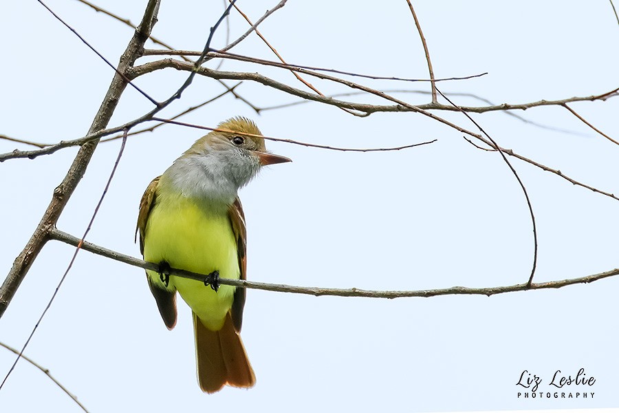 Great Crested Flycatcher - ML619435775