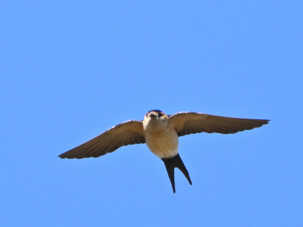 Red-rumped Swallow - ML619435795