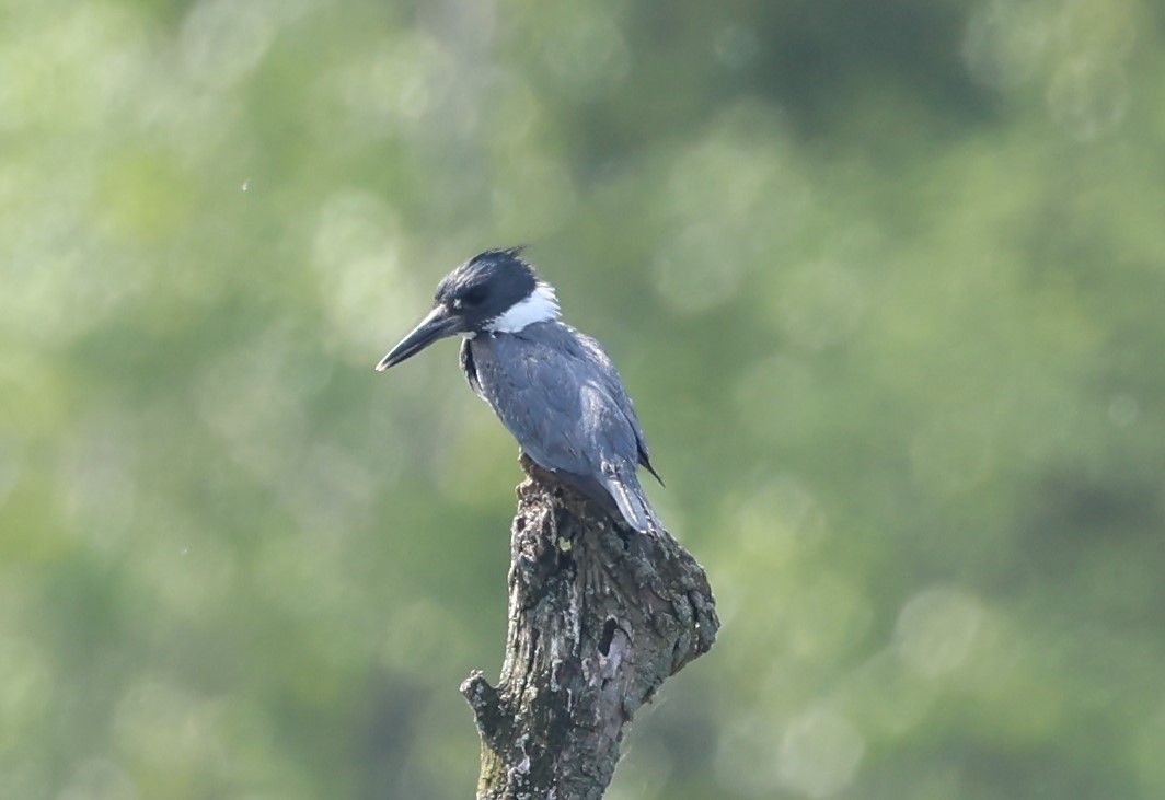 Belted Kingfisher - ML619435826