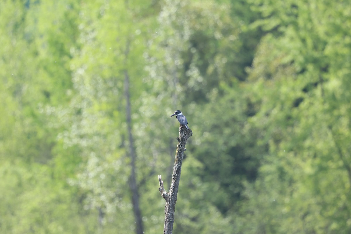 Belted Kingfisher - ML619435829