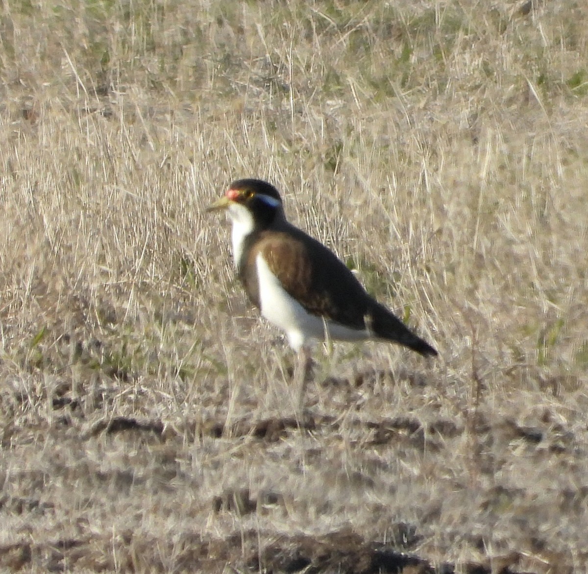 Banded Lapwing - ML619435858