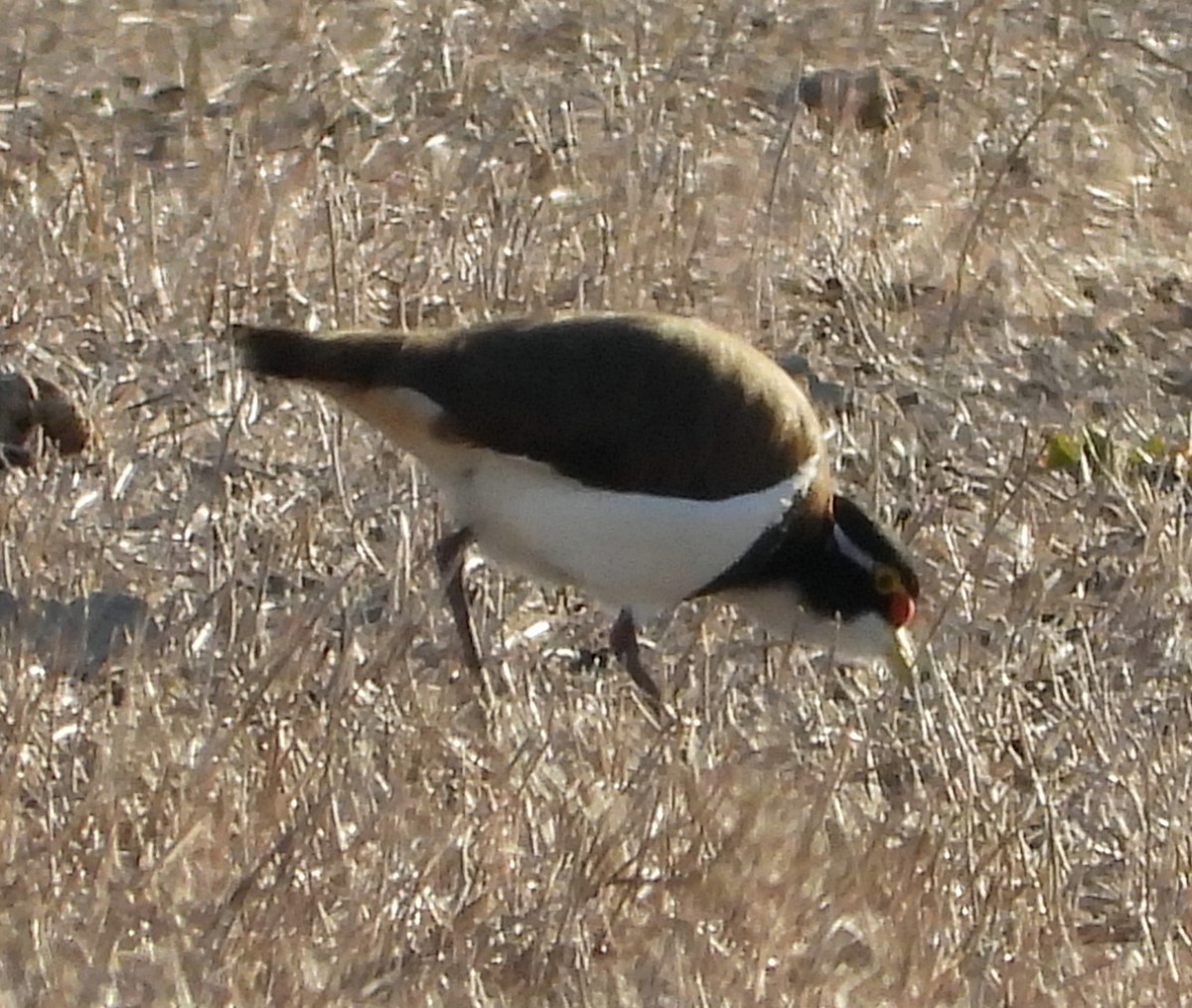 Banded Lapwing - ML619435860