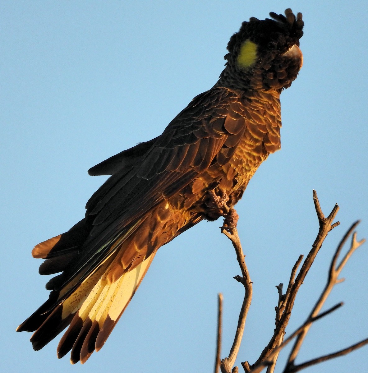 Yellow-tailed Black-Cockatoo - ML619435864