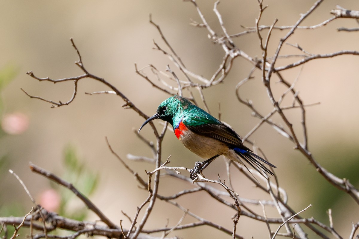 Southern Double-collared Sunbird - ML619435881