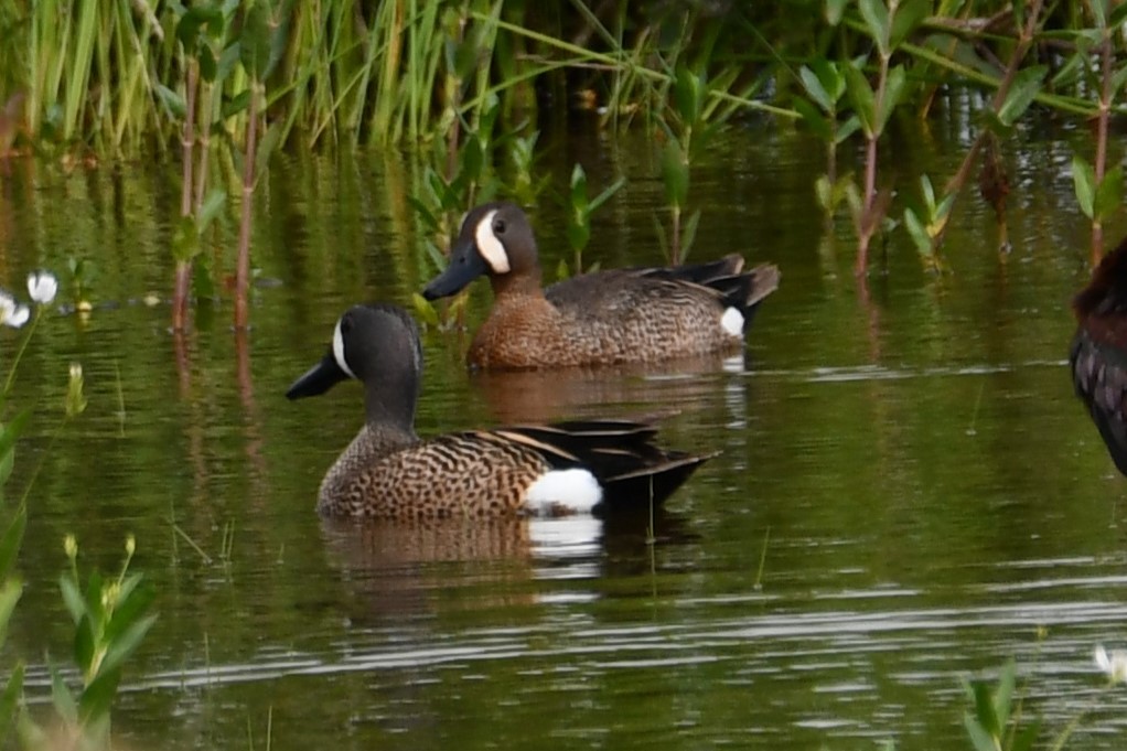 Blue-winged Teal - ML619435882