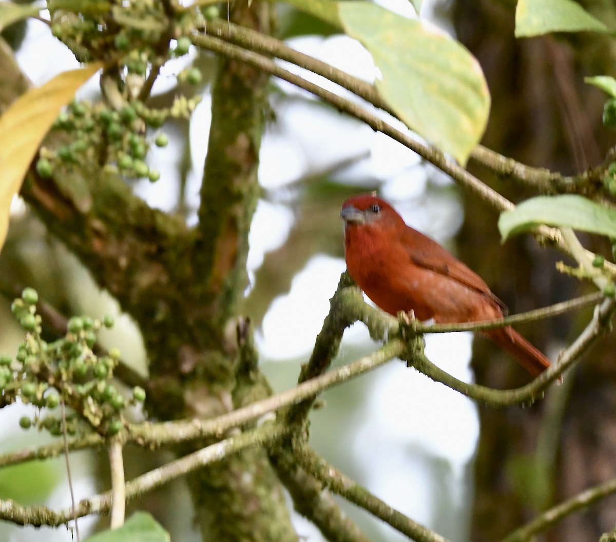 Red-throated Ant-Tanager - ML619435907