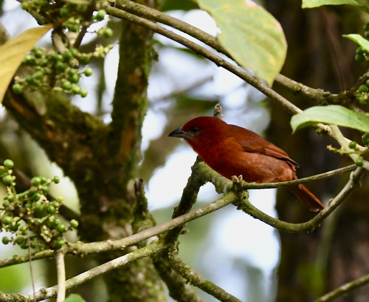 Red-throated Ant-Tanager - ML619435908