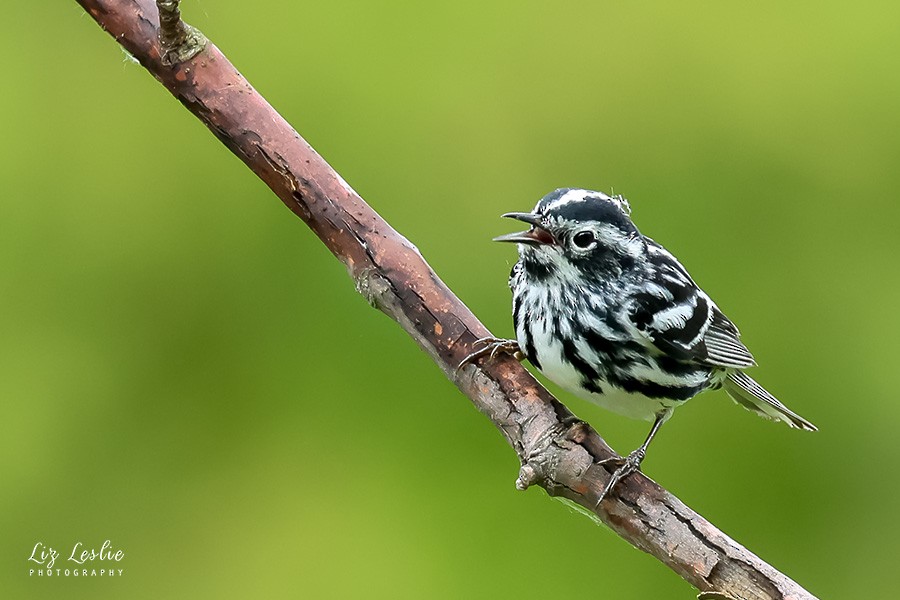 Black-and-white Warbler - ML619435931