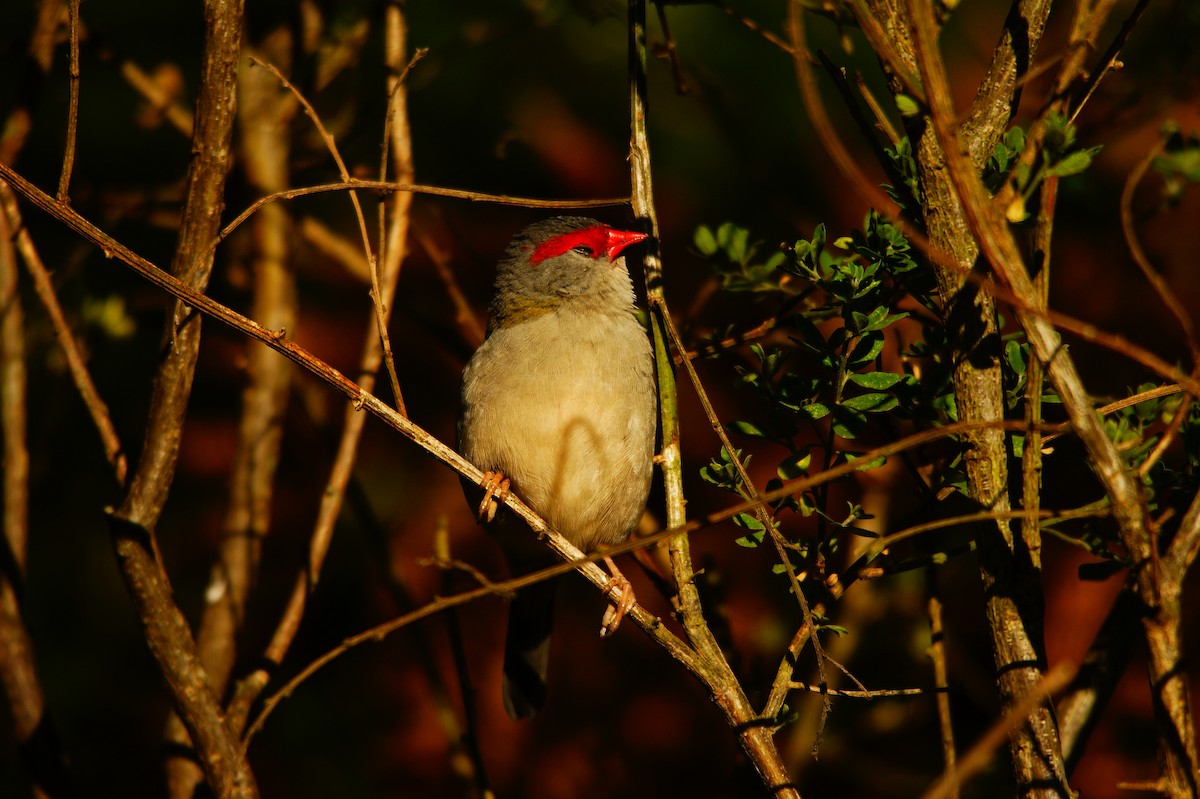 Red-browed Firetail - ML619435981